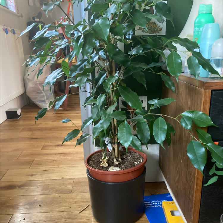 Weeping Fig plant photo by Evie named Achilles on Greg, the plant care app.