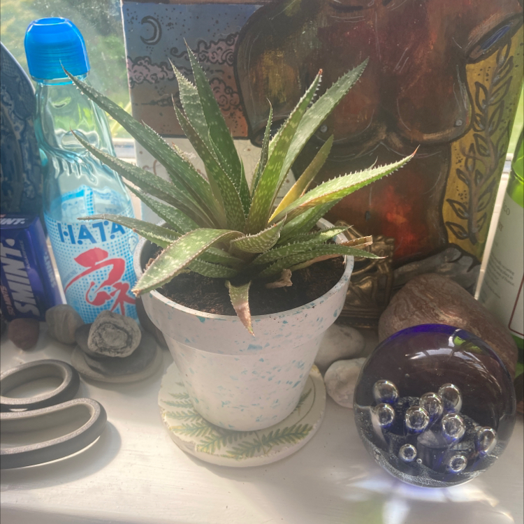 Zebra Plant plant photo by Evie named Aphrodite on Greg, the plant care app.