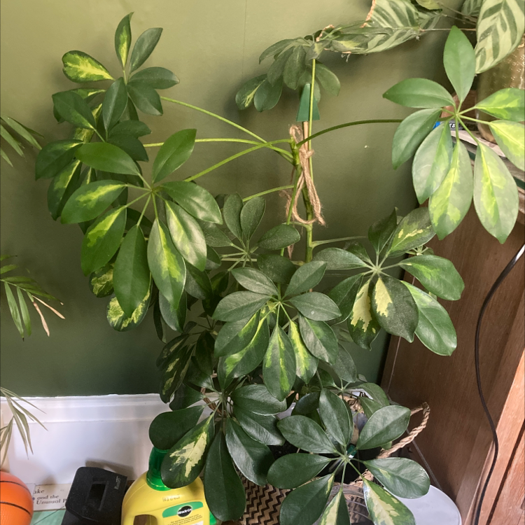 Dwarf Umbrella Tree plant photo by Evie named Eros on Greg, the plant care app.