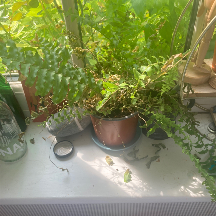 Boston Fern plant photo by Evie named Ares on Greg, the plant care app.