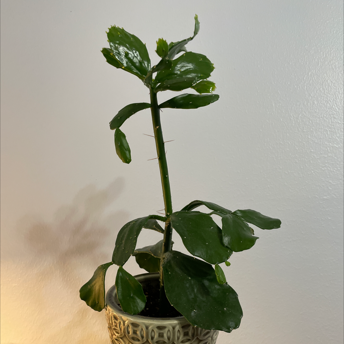 Brazilian Pricklypear plant in a decorative pot with green, glossy leaves.