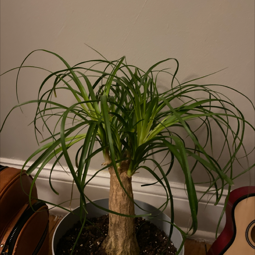 Bottle Palm Tree plant photo by @al.yssapaige named Beyoncé on Greg, the plant care app.