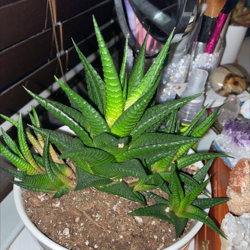 Fairy Washboard plant photo by @al.yssapaige named farrah on Greg, the plant care app.