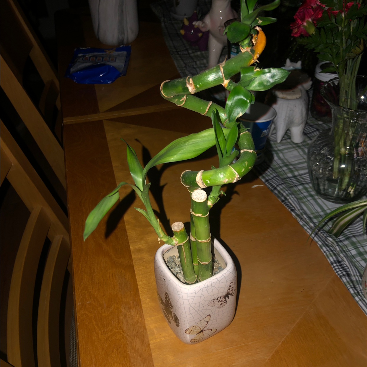 Lucky Bamboo plant photo by @Tutti__fruitty named Mercury￼ on Greg, the plant care app.