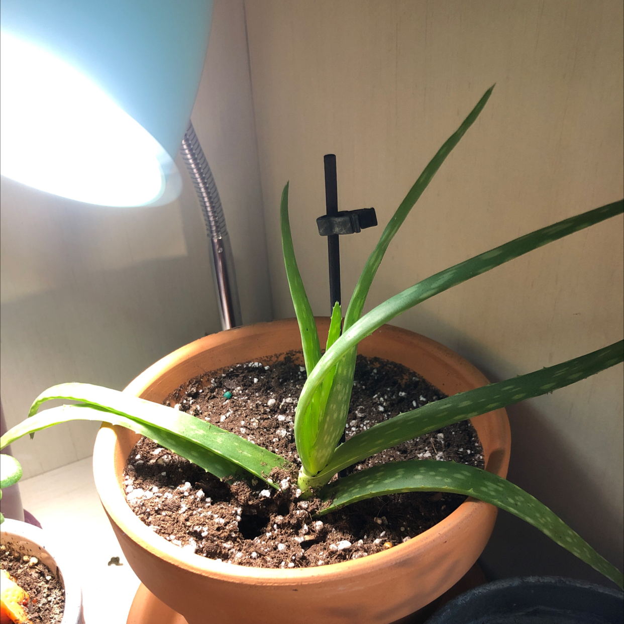 Aloe vera plant photo by @Tutti__fruitty named Bean on Greg, the plant care app.