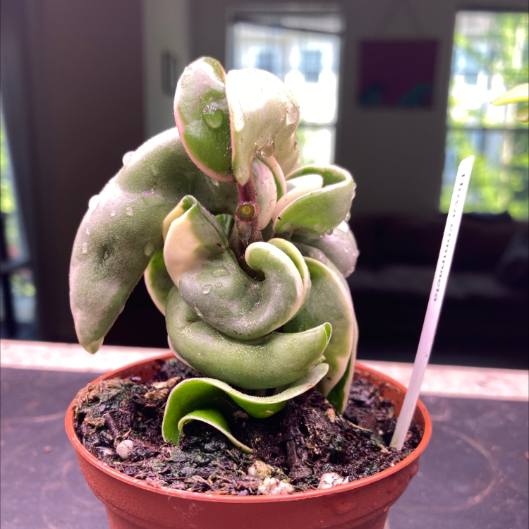 Photo of the plant species Variegated Hoya carnosa 'Compacta' by @rachelllplx named Stella on Greg, the plant care app