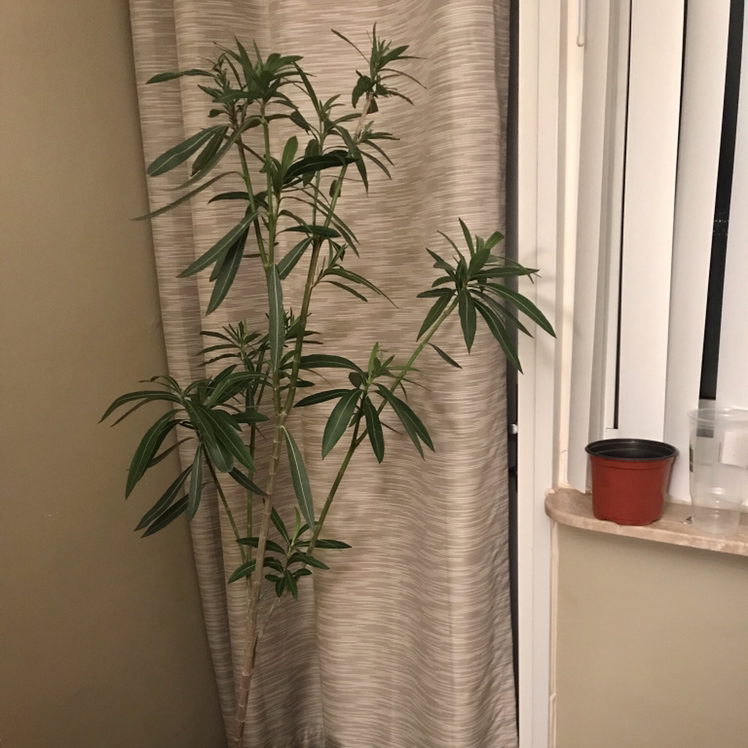 Indoor Oleander plant near a window with elongated green leaves.