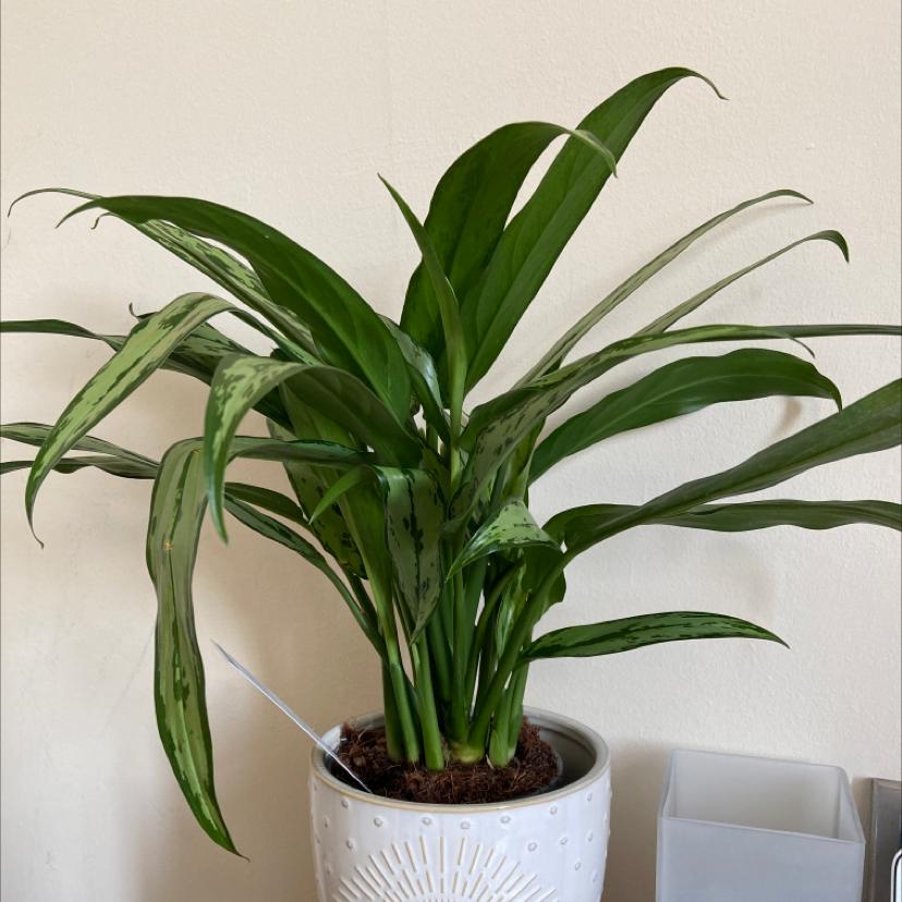 Aglaonema 'Cutlass' plant in a white pot with healthy green leaves.