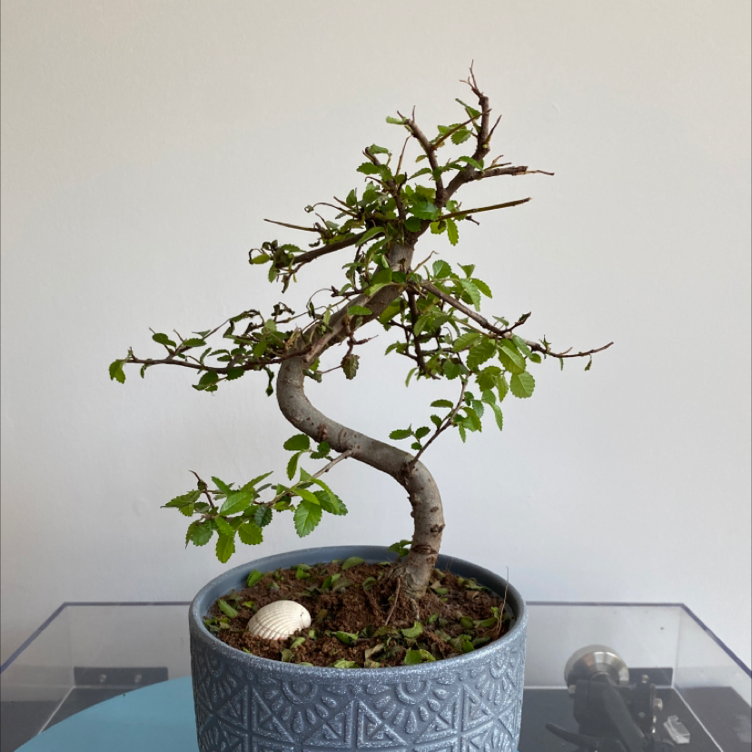 Healthy Chinese elm bonsai tree in a blue pot with stones on soil surface.
