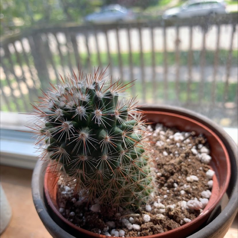 Correll's Hedgehog Cactus in a pot with visible soil, appears healthy.