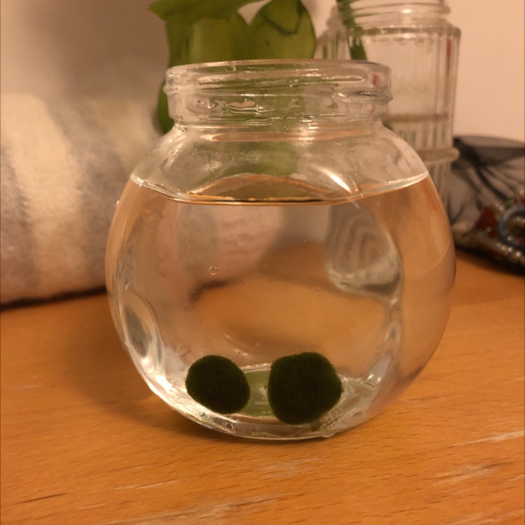 Two healthy Marimo moss balls in a small glass jar filled with water.