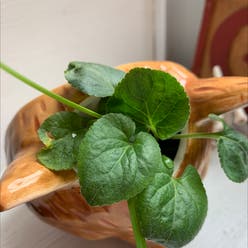 English Violet plant