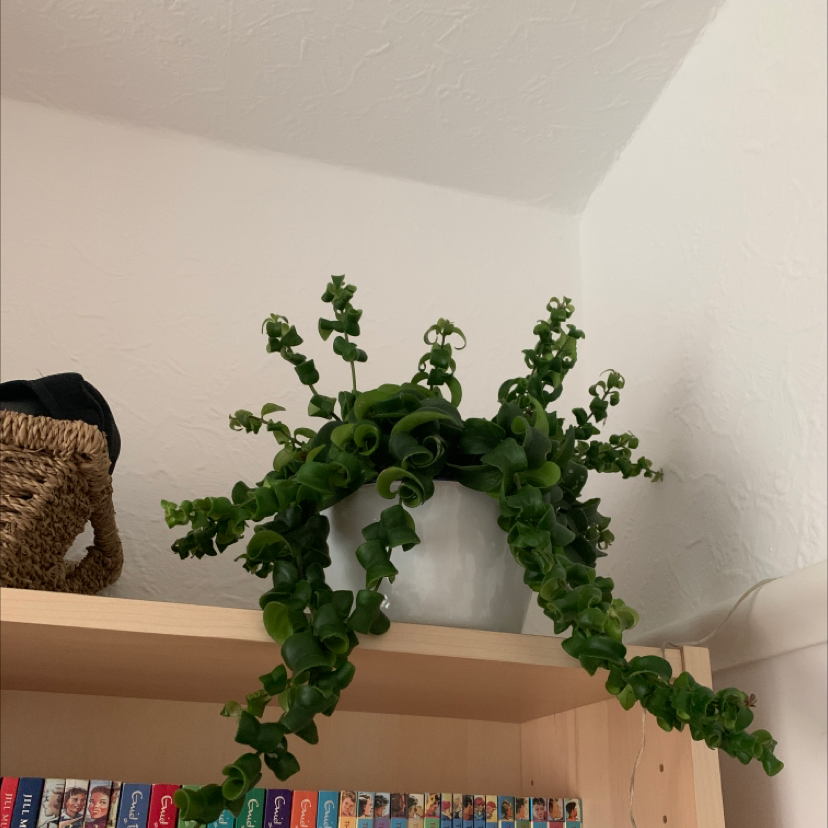 Twisted Lipstick Plant in a white pot on a shelf, healthy green leaves.