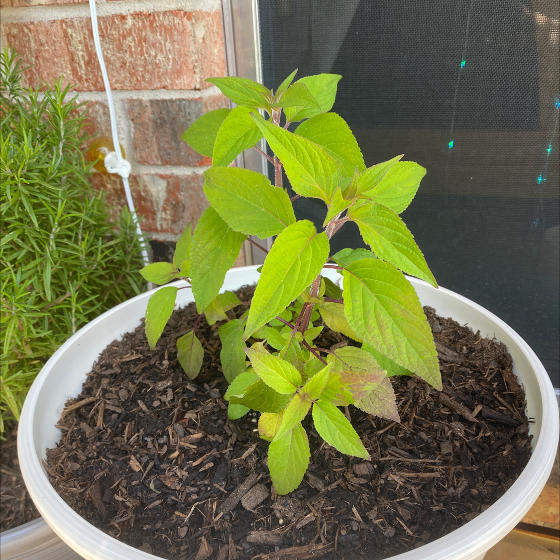 Photo of the plant species Pineapple Sage by @Jnxxrx named Pinapple sage on Greg, the plant care app