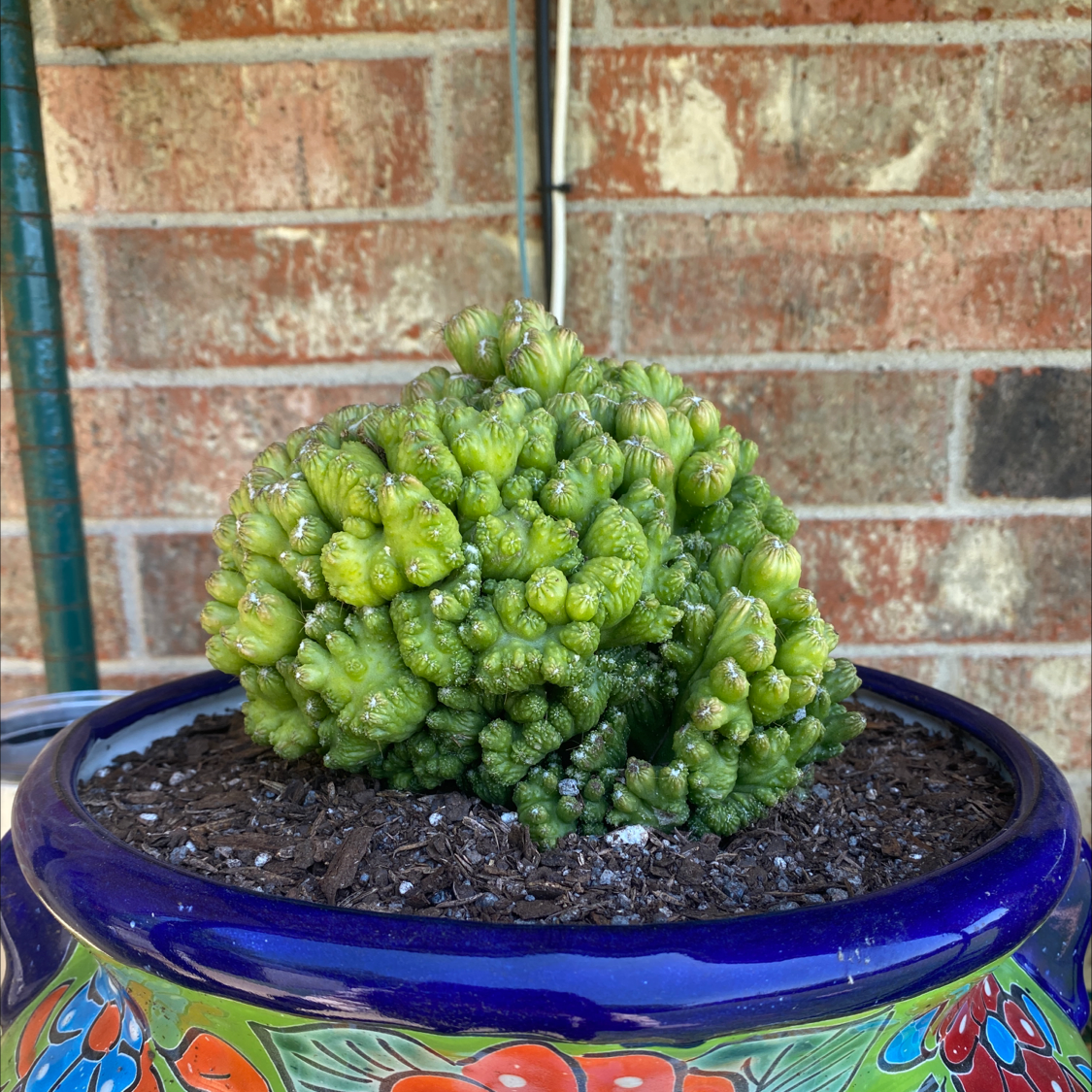 Haworthia bayeri plant in a decorative pot with visible soil, well-framed and in focus.