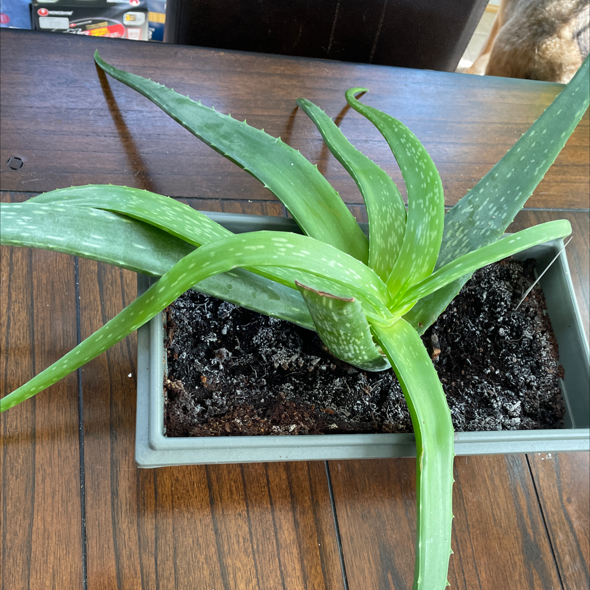 Aloe vera plant photo by @ka named Ally on Greg, the plant care app.