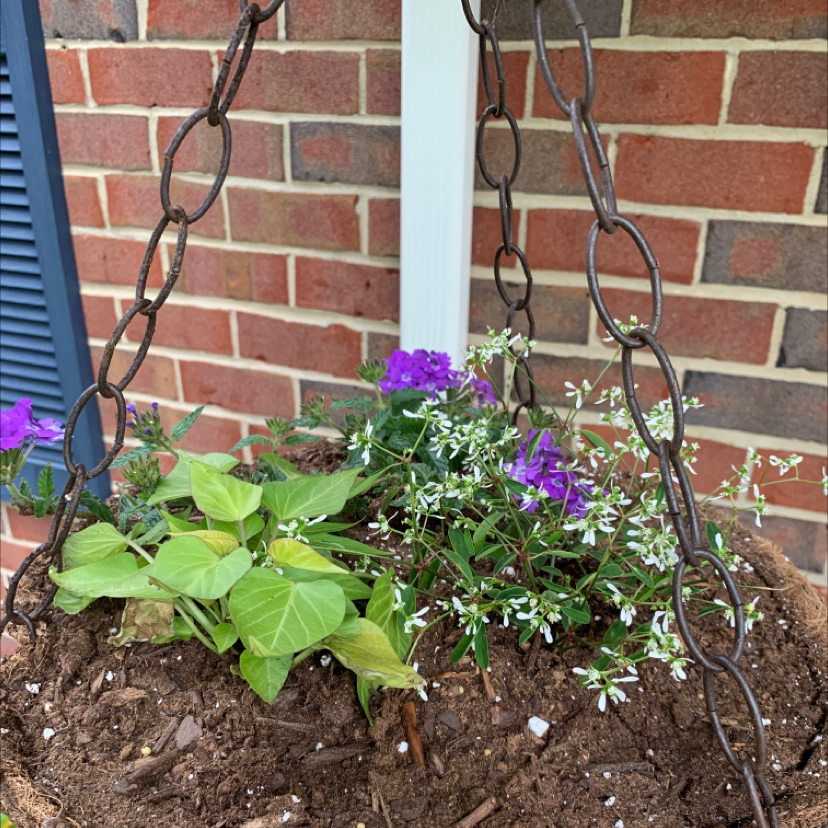 Hanging basket with healthy sweet potato vine and purple flowering plants, against brick wall.