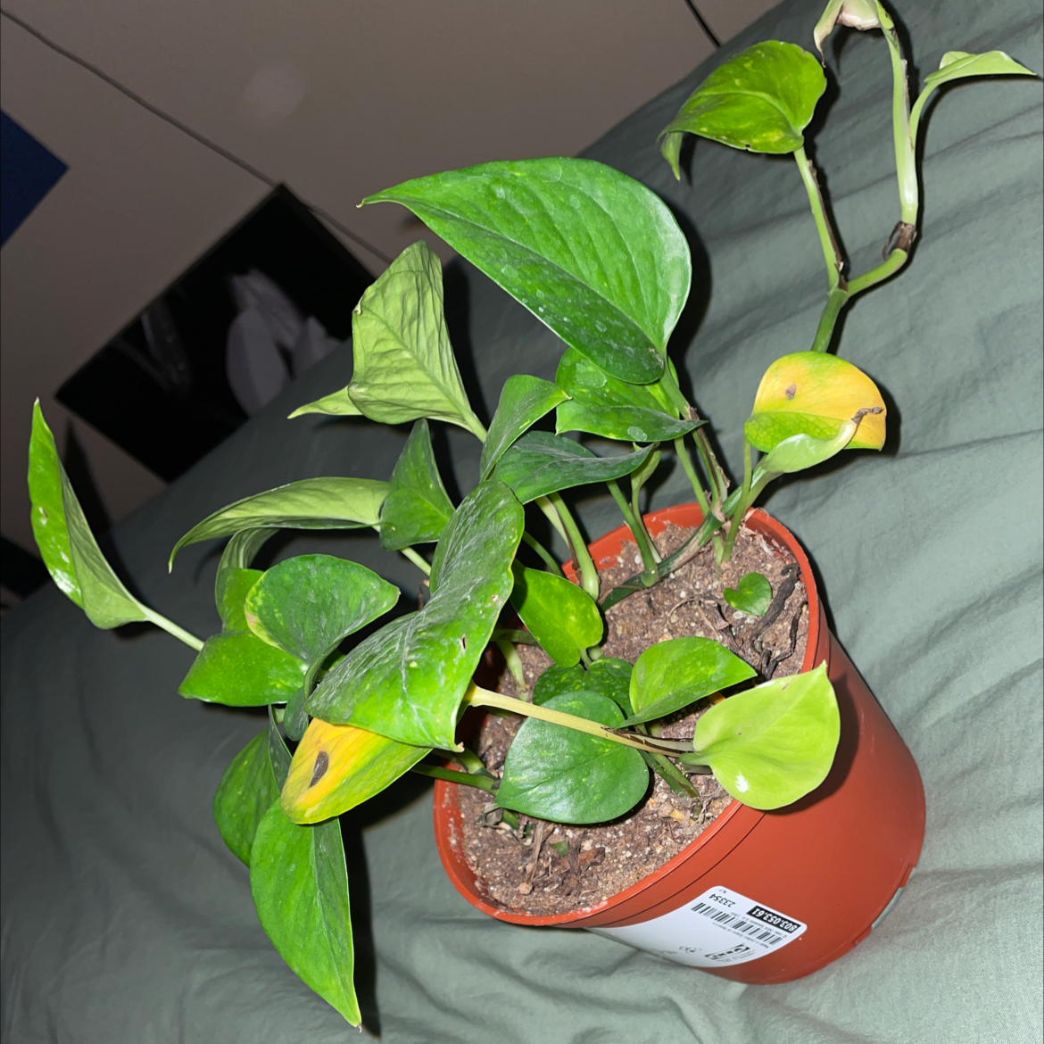 Taro Vine plant photo by Jasmine named Marilyn on Greg, the plant care app.