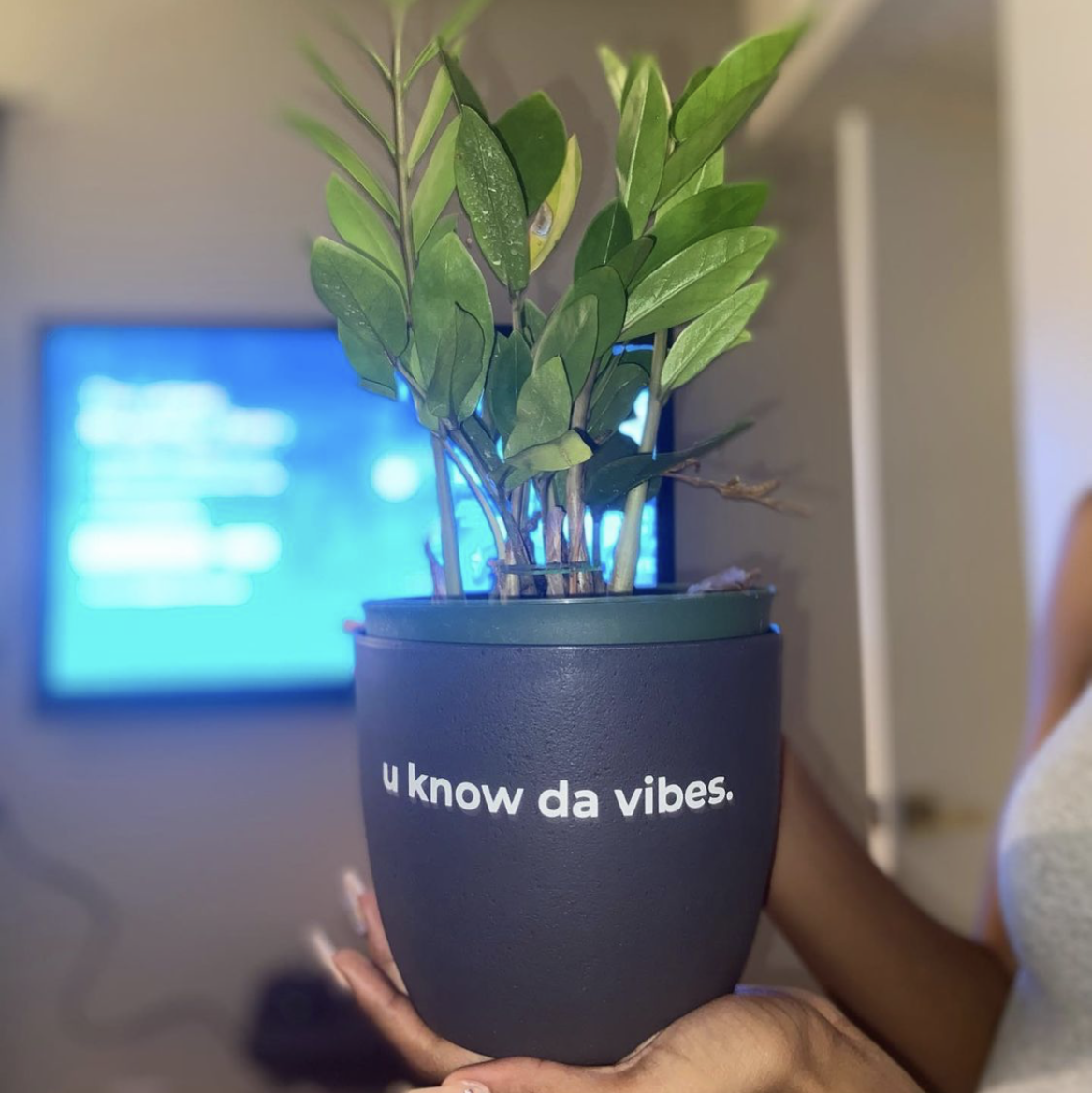 Zamioculcas Zamiifolia plant photo by Jasmine named Zafrina on Greg, the plant care app.