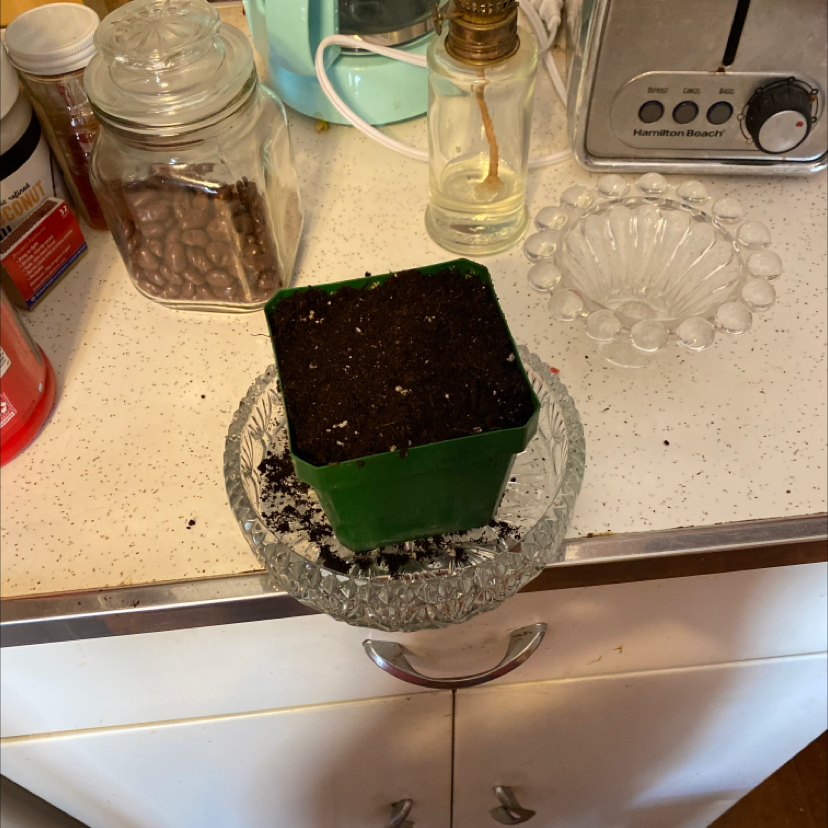 A small mango seedling grows in a glass container filled with soil, sitting on a kitchen counter.