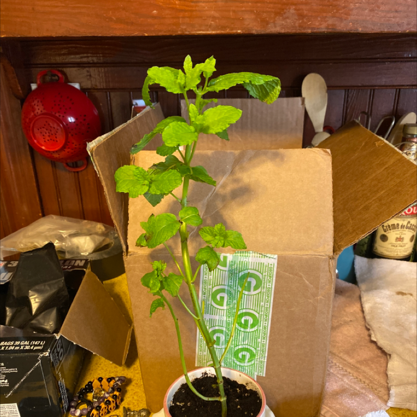 Apple Mint plant in a small pot with visible soil, indoors with household items in the background.