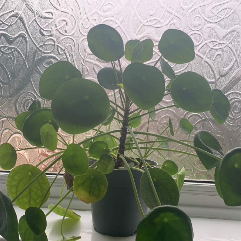Chinese Money Plant plant photo by @ellla named mommy on Greg, the plant care app.
