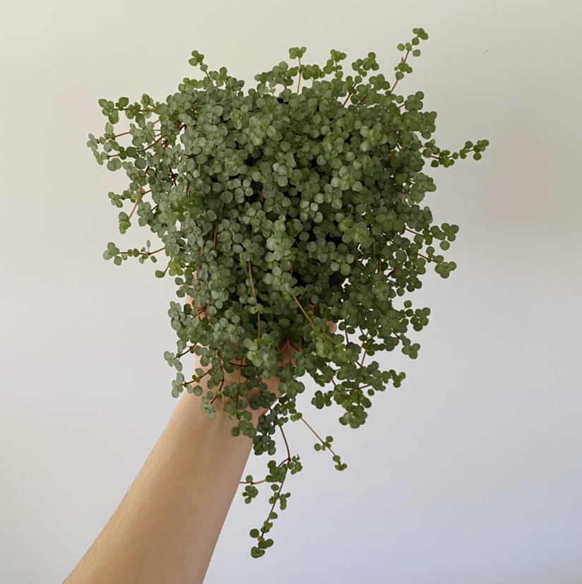 A healthy Pilea 'Aquamarine' plant being held up by a hand.