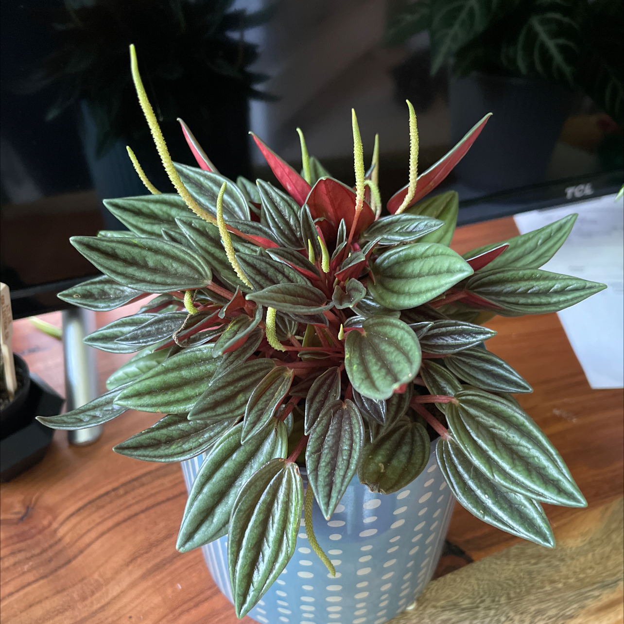 Healthy Emerald Ripple Peperomia plant with vibrant green leaves and red stems in a pot.