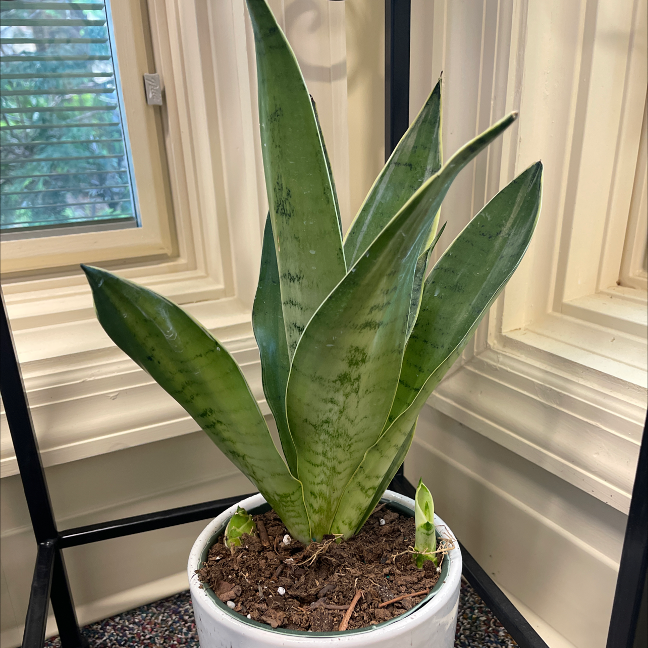 How To Fix 🐍 Snake Plant Leaves Curling
