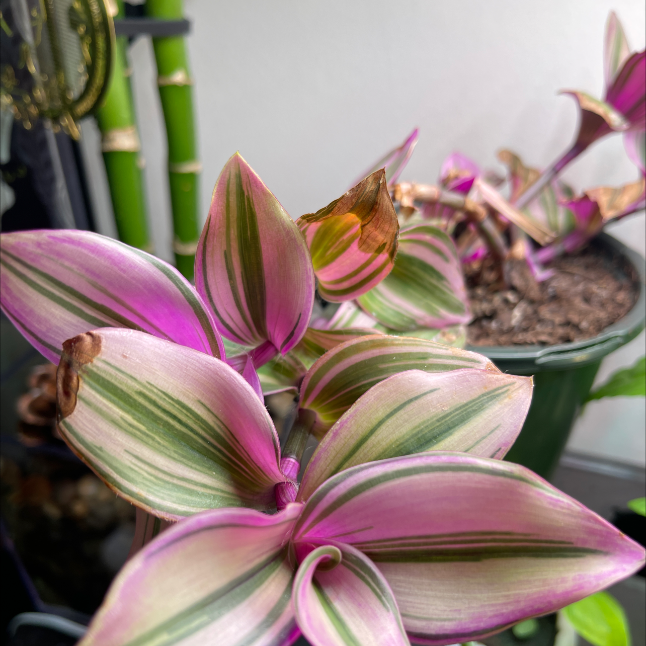 Close-up of a healthy Tradescantia Zebrina plant with vibrant pink and green variegated leaves, potted in soil.