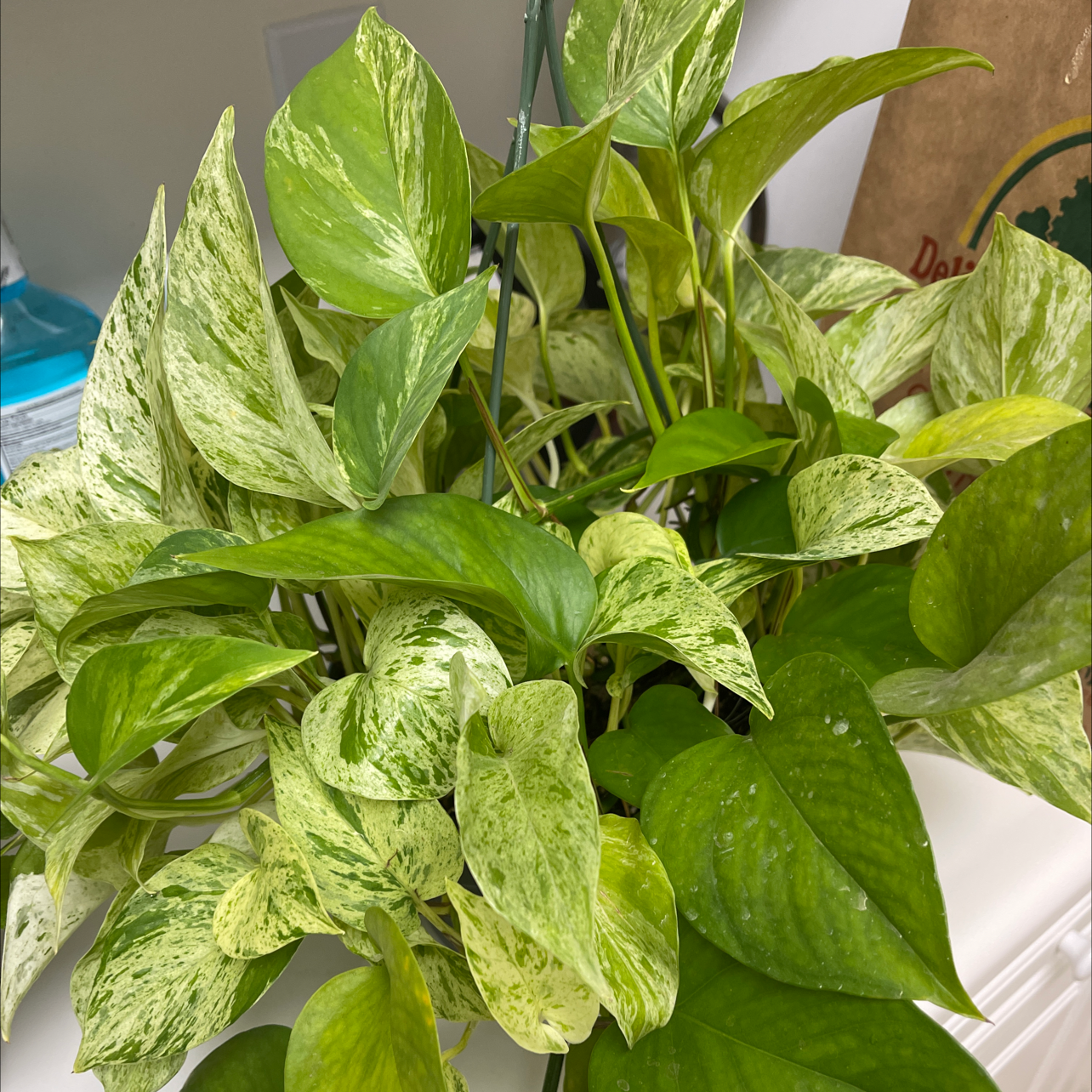 Golden Pothos plant with variegated green and yellow leaves, appearing healthy.