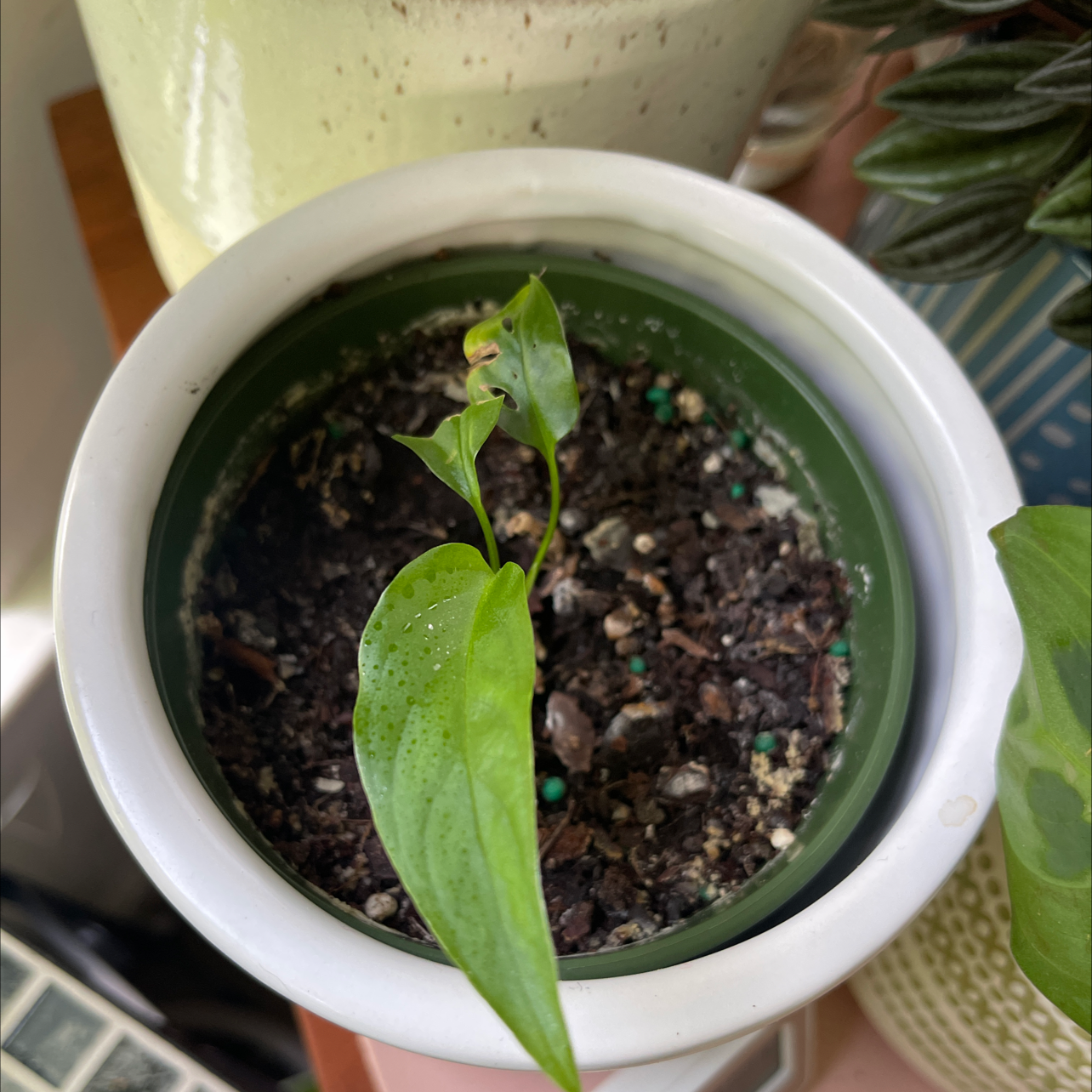 Swiss Cheese Vine plant in a pot with visible soil and a leaf showing browning at the tip.