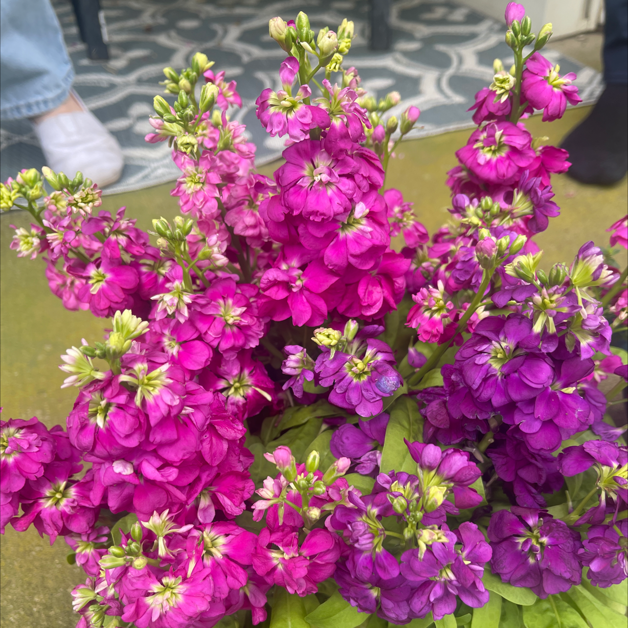 Vibrant Brompton Stock plant with numerous purple and pink flowers, appearing healthy.