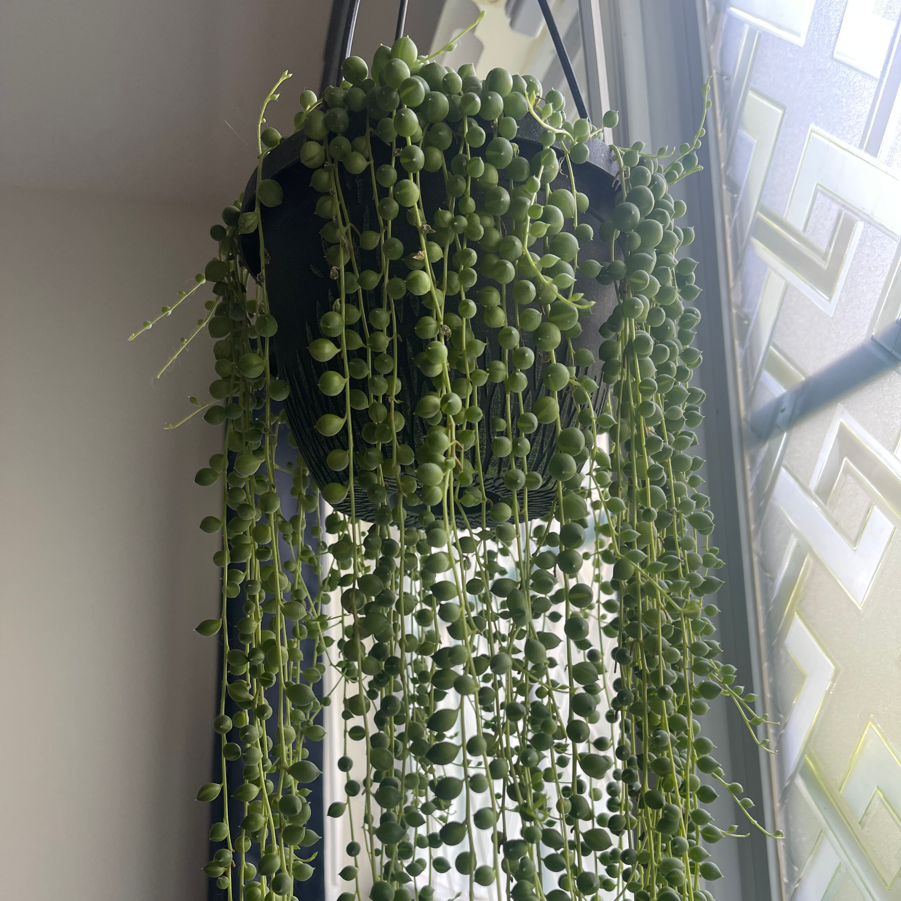 Healthy String of Pearls plant in a hanging pot with green, spherical leaves cascading down.
