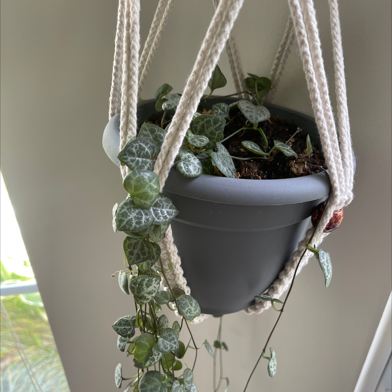 String of Turtles plant in a hanging pot, healthy leaves, visible soil.