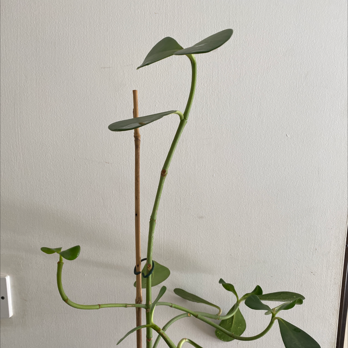 Tall, slender plant with green leaves and a support stick against a plain background.