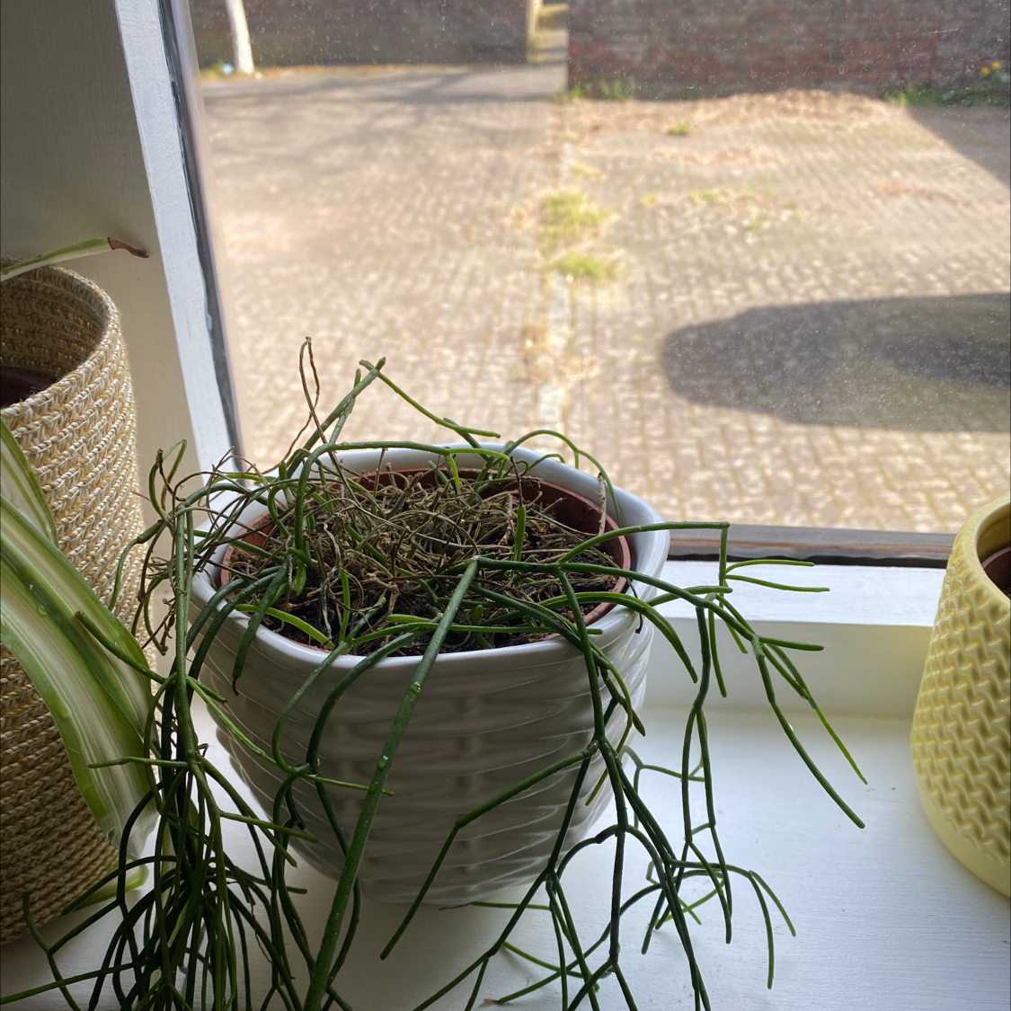 Mistletoe Cactus in a white pot on a windowsill, with some dry stems indicating health issues.