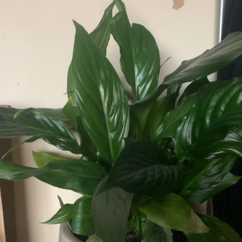Peace Lily plant photo by @Willisholden named Sage on Greg, the plant care app.