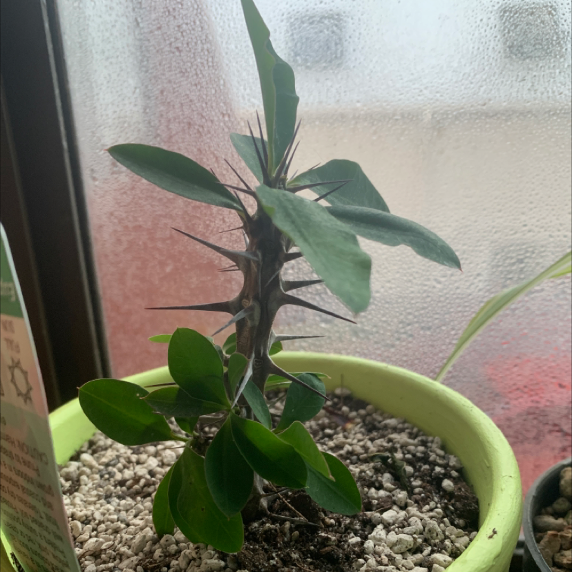 Crown of Thorns plant photo by @Willisholden named Dolores on Greg, the plant care app.