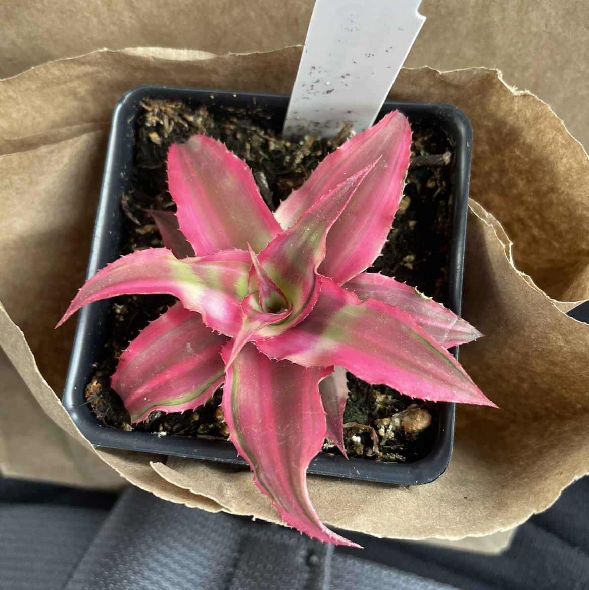 Photo of the plant species Earth Stars by @kxlevf named Nicki Minaj on Greg, the plant care app