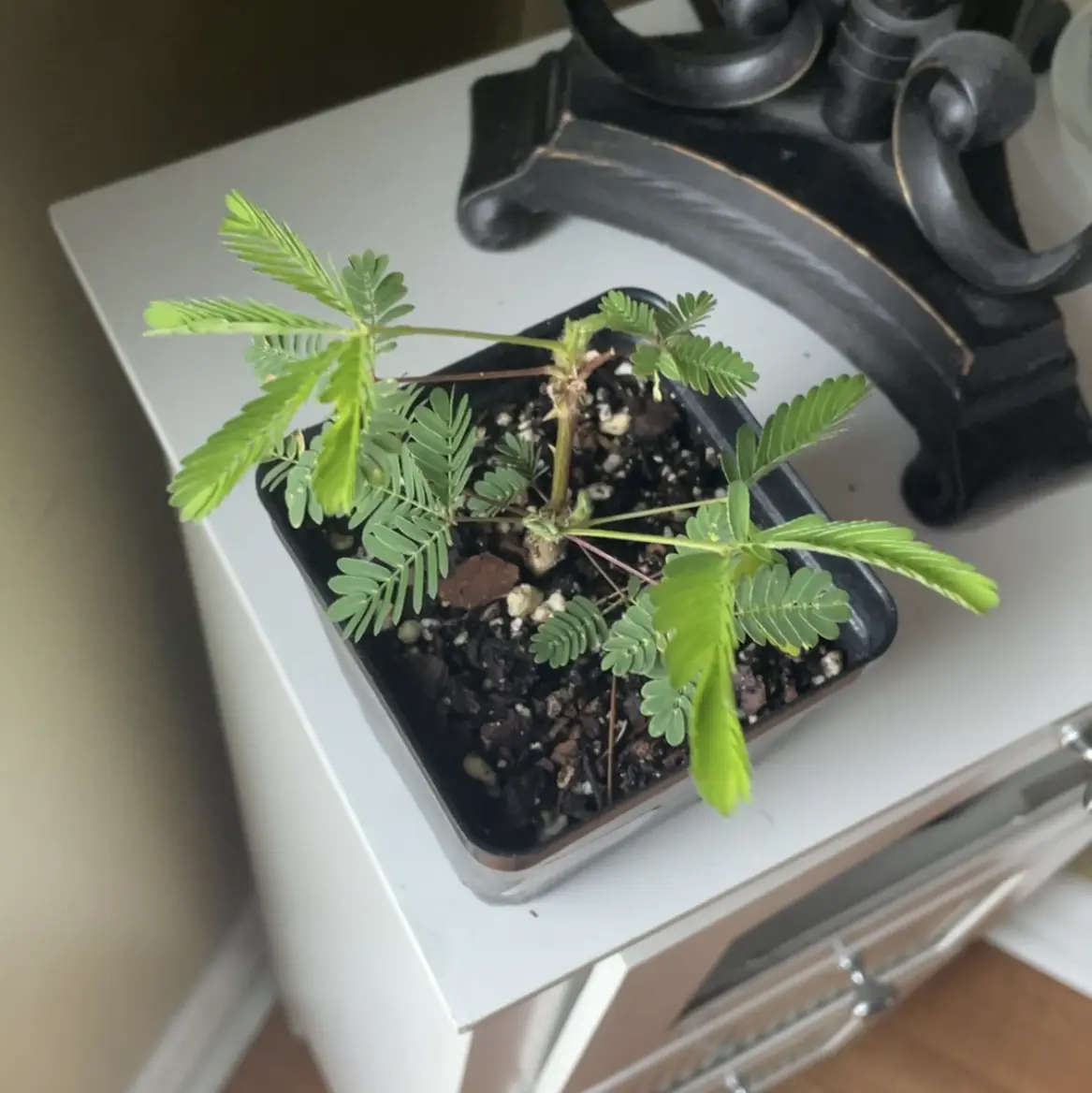 Photo of the plant species Sensitive Plant by @kxlevf named Luna on Greg, the plant care app