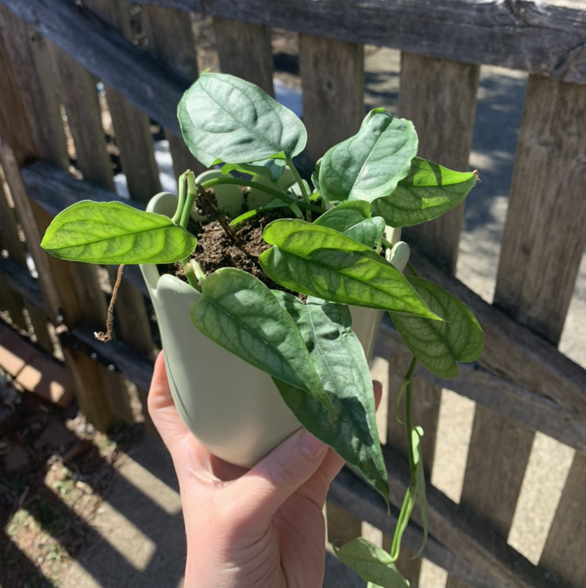 Potted Silver Monstera plant with green and silver leaves, held by a hand.