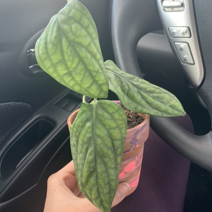 Monstera pinnatipartita plant in a small pot held by a hand inside a car.