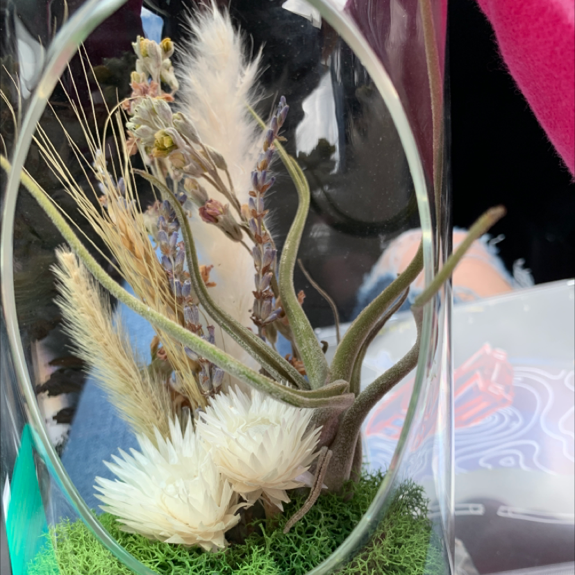 Fishbone Air Plant in a glass container with dried flowers and moss.