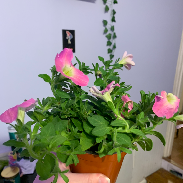 Photo of the plant species Large White Petunia by @kdthompson named Gerrard on Greg, the plant care app