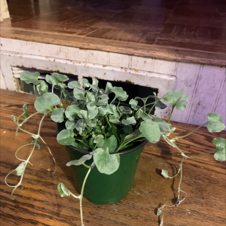 Photo of the plant species Silver Falls Dichondra by @kdthompson named Petunia on Greg, the plant care app
