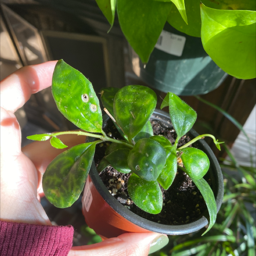 Black Pagoda Lipstick Plant with green leaves, some with discoloration, held by a hand.