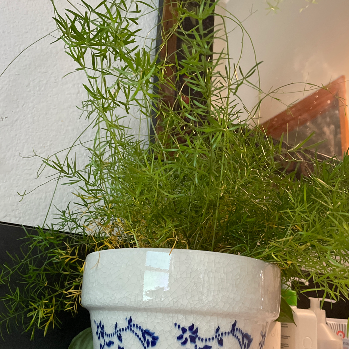 Sprenger's Asparagus plant in a decorative pot with vibrant green foliage.
