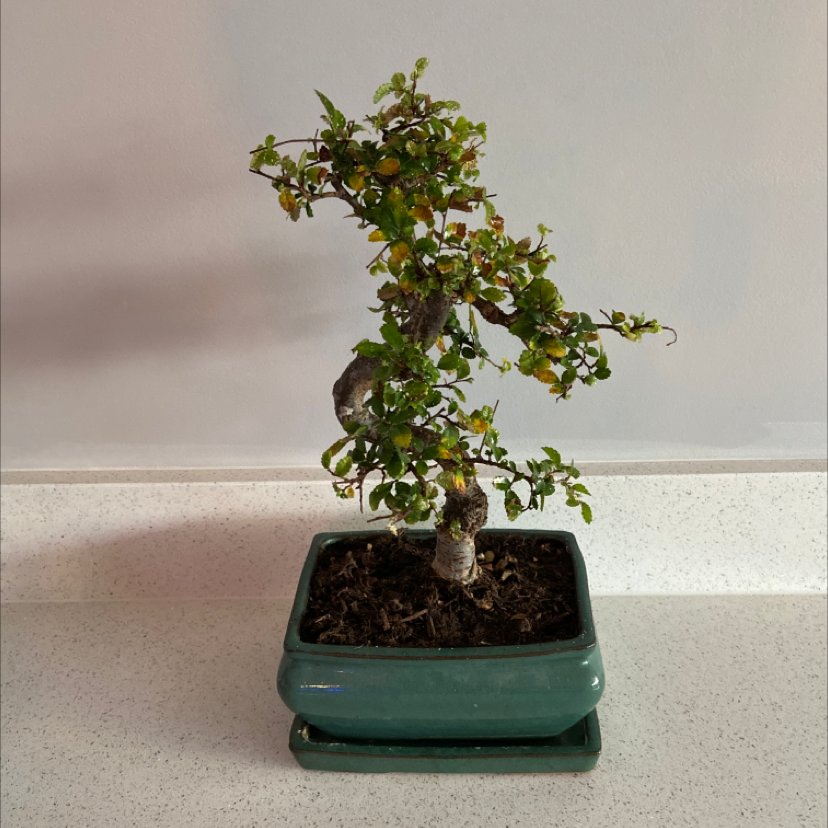Healthy Chinese Elm bonsai tree with dense green foliage in a green ceramic pot, well-framed photo.