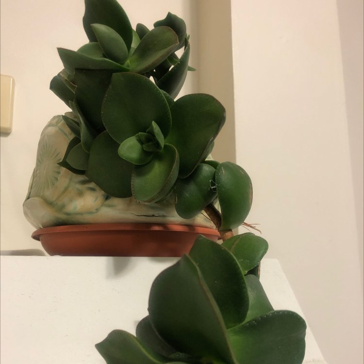 Crassula 'Springtime' plant with thick, green leaves in a pot.